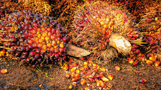 Fruits de palmier à huile