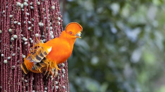 Coq-de-roche orange (Rupicola rupicola)