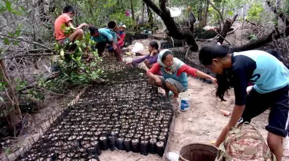Pépinière dédiée aux mangroves