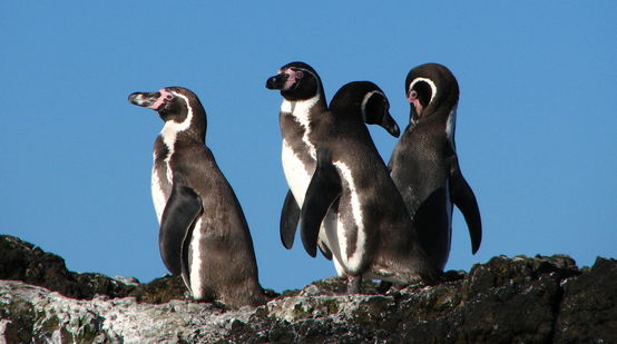 Gros plan sur un groupe de manchots de Humboldt au Chili