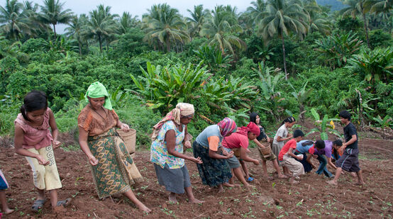 Femmes en train de planter du riz de montagne