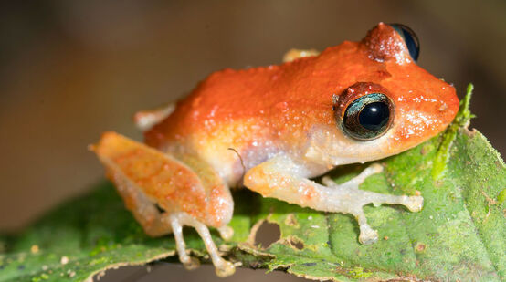 Grenouille assise sur une feuille