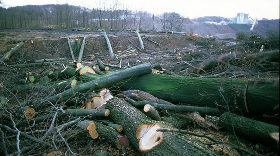Scène de dévastation en plein cœur du bois de Buschbell