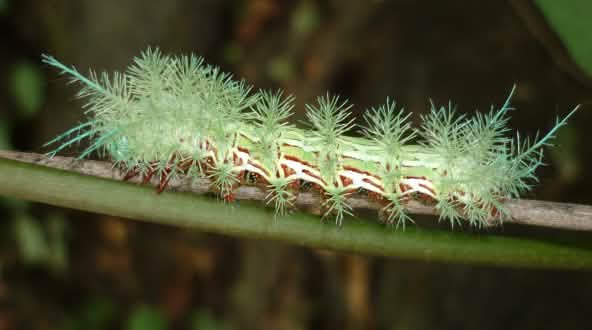 Une chenille comme exemple de la biodiversité