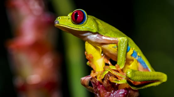 Une rainette aux yeux rouges (Agalychnis callidryas) assise sur une fleur