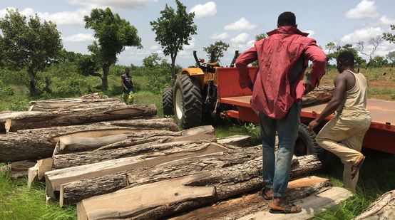 Troncs de palissandre abattus au Ghana