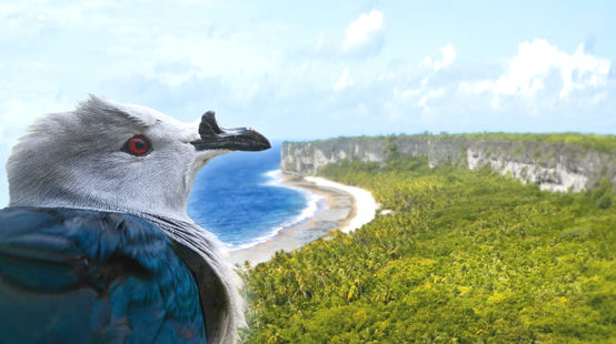 Un Carpophage de la Société ou « Rupe » (Ducula aurorae) regarde du ciel l’atoll soulevé de Makatea en Polynésie française