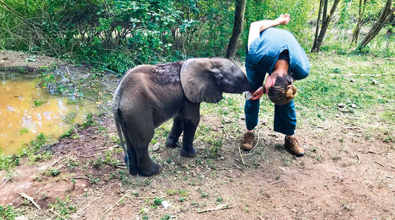 L’éléphantelle Savannah