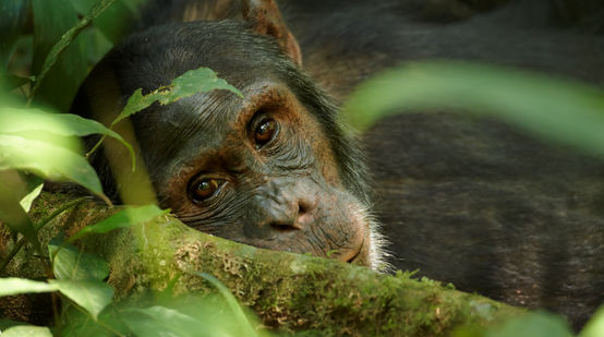Gros plan sur un vieux chimpanzé en Ouganda
