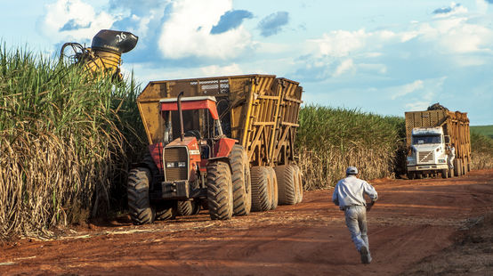 Récolte de la canne à sucre au Brésil (Mato Grosso, Brésil)
