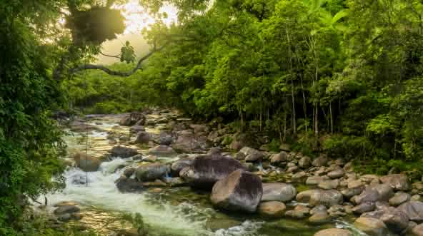 Parc national de Daintree en Australie