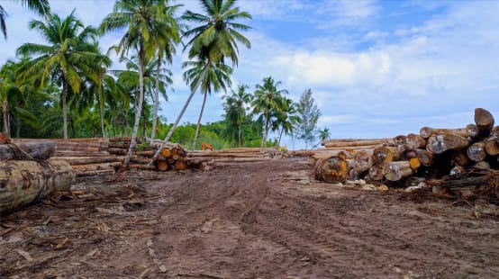 Piles de troncs d’arbres à proximité de palmiers dans une zone défrichée