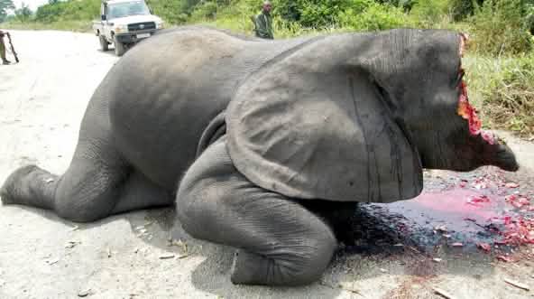 Image choquante : un éléphant dont les défenses en ivoire et la moitié de la tête ont été arrachés, git sur une route à l'intérieur du Parc national des Virunga