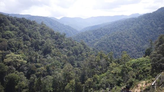 Vue sur la forêt tropicale de l’écosystème de Leuser