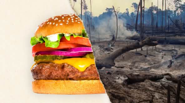 Photo divisée en deux : la première moitié représente un burger et la seconde une forêt tropicale défrichée