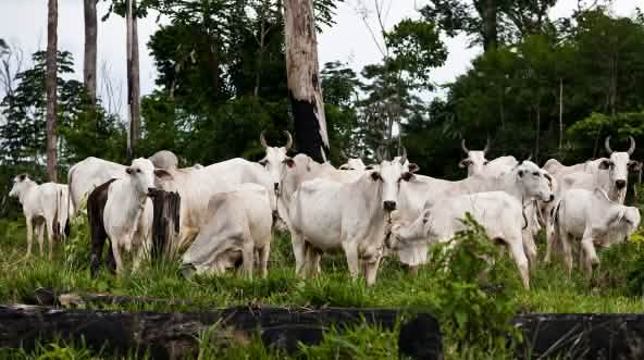 Elevage de bovins dans la forêt amazonienne déboisée