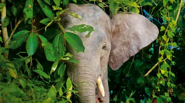 Les éléphants pygmées de Bornéo ont besoin d'une forêt tropicale protégée