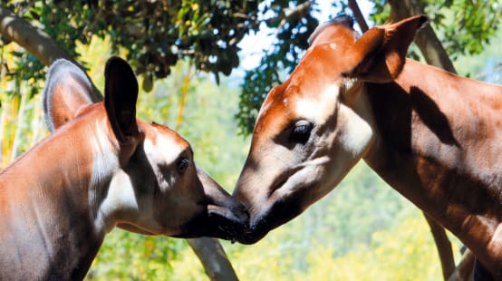 Deux okapis tête contre tête