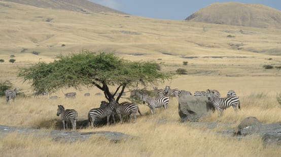 Troupeau de zèbres sous un arbre au milieu de la savane