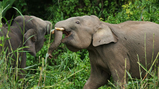 Eléphants nains à Sabah