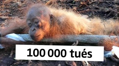Orang-outan agonisant avec le texte "100 000 tués"