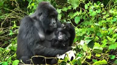 Un gorille et ses petits à Virunga