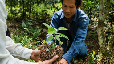 Un homme tient dans ses mains une pousse de la plante médicinale Brunfelsia grandiflor, qu’il va planter dans la forêt amazonienne