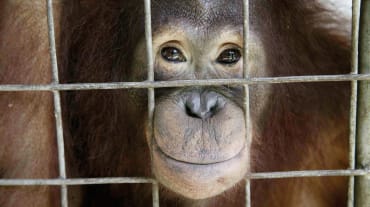 Un orang-outan dans une cage