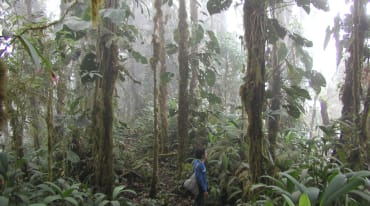 Une personne marche entre les troncs recouverts de mousses et d’épiphytes dans la forêt de nuages de l’Intag en Equateur