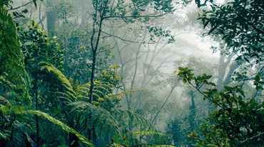 Forêt tropicale de Bornéo