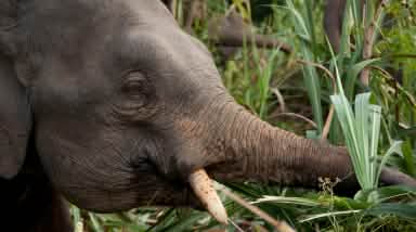 Un éléphant pygmée en train de manger