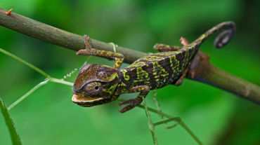 Un caméléon vert et brun