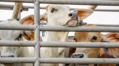 Vaches dans un camion