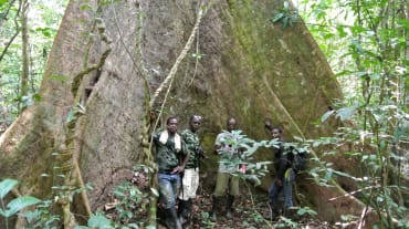 Des collaborateurs de la Wild Chimpanzee Foundation (WCF) et des écogardes posent au pied d’un arbre géant dans le parc national de Sapo au Libéria