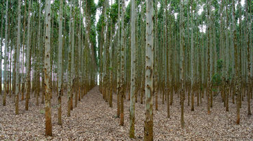 Plantation d’eucalyptus en Afrique du Sud destinée à la fabrication de cellulose