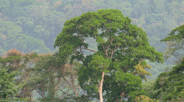 Forêt tropicale à Afi Mountain au Nigéria