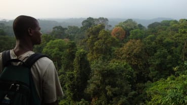 Un homme de dos observe le panorama offert par une forêt tropicale au sud du parc national de Korup (Cameroun)