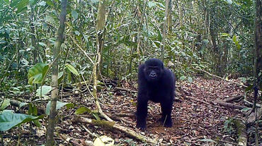 Gorilles dans la forêt d’Ebo au Cameroun