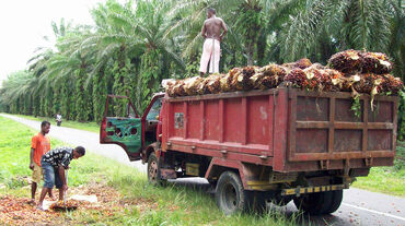 Plantation de palmiers à huile près de Manokwari, en Papouasie occidentale