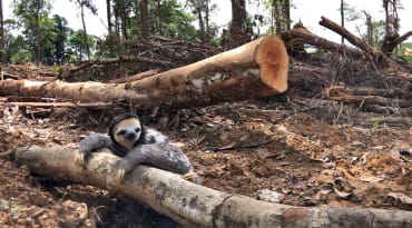 Un paresseux à trois doigt (Bradypus tridactylus) s’appuie sur un tronc d’arbre au milieu d’une zone déboisée pour la biomasse en Guyane française