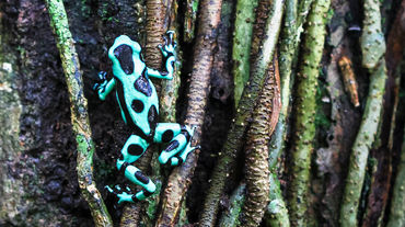 Un dendrobate vert et noir (Dendrobates auratus) grimpe à un arbre au Costa Rica