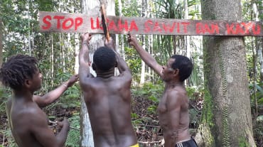 Trois Papous accrochent un panneau dans leur forêt