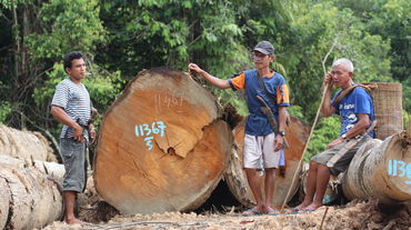 Défrichage dans la forêt de Kinipan – Des autochtones se tiennent près de troncs d'arbres