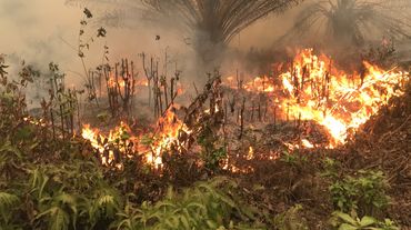 Incendies près du village de Puding dans la province de Jambi à Sumatra le 21 septembre 2019