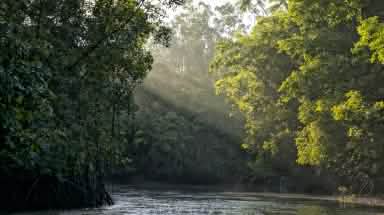 Les rayons du soleil filtrés par les branchages d'arbres se reflètent sur une rivière au coeur de la forêt tropicale