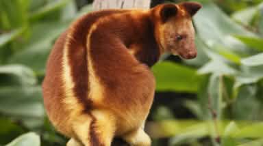 Kangourou arboricole en Papouasie