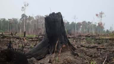 Forêt tropicale dévastée pour la culture d'huile de palme à Sumatra
