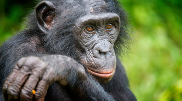 Un bonobo