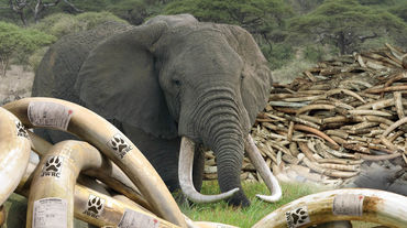 Couverture de l'étude « Le commerce illégal de L’ivoire et l’enregistrement frauduleux des défenses en ivoire au Japon », publiée par l’Environmental Investigation Agency (EIA)