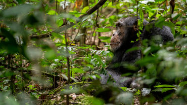 Chimpanzé à Bossou, Guinée